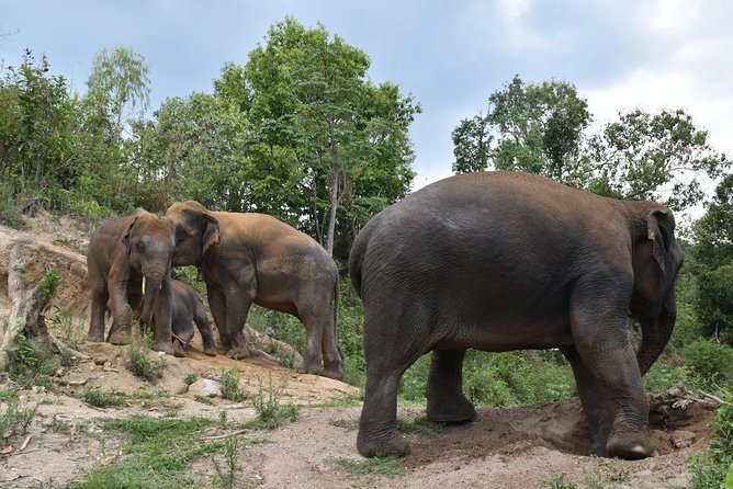 Care Pride Elephants: Full-Day Tour Experience - Hotel pickup and the mountain drive you should budget for