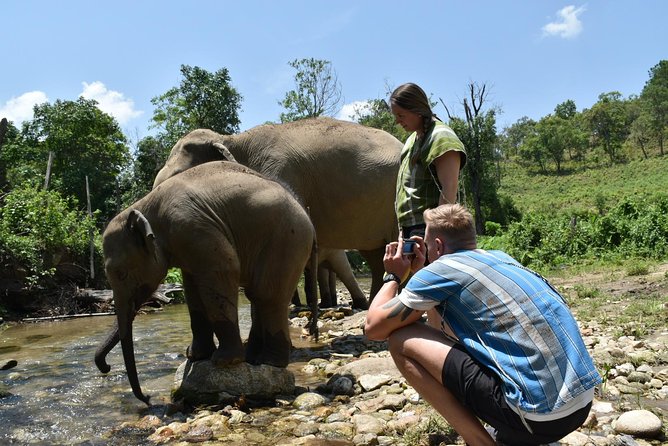 Care Pride Elephants: Full-Day Tour Experience - Feeding, walking, mud bath, and river rinse: the hands-on routine