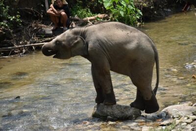 Care Pride Elephants: Full-Day Tour Experience - Elephant care lessons in the jungle: what the morning is really for