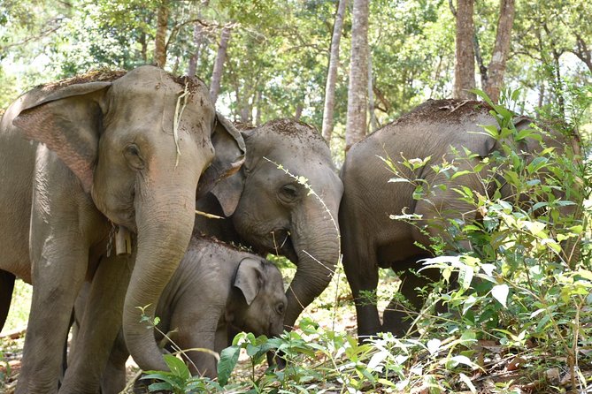 Care Pride Elephants: Full-Day Tour Experience - Thai lunch and water breaks that actually feel planned