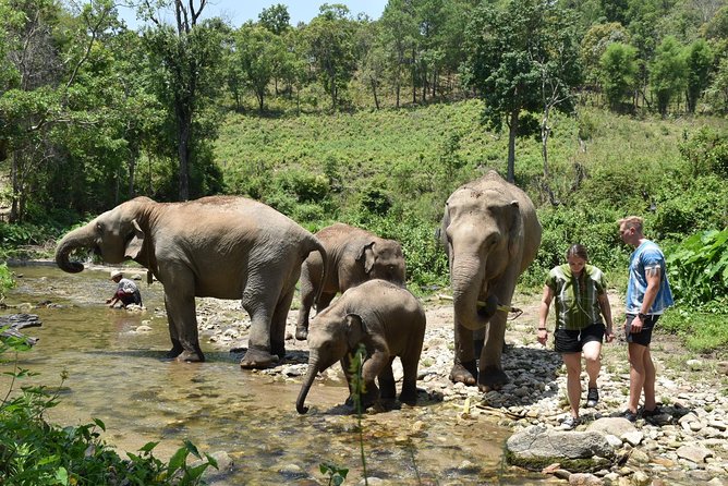 Care Pride Elephants: Full-Day Tour Experience - Price and value: why this costs more (and what you get instead)