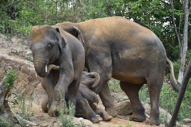 Care Pride Elephants: Full-Day Tour Experience - What to wear and bring for a mountain, mud, and river day