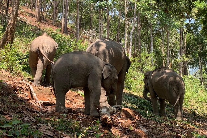 Care Pride Elephants: Full-Day Tour Experience - Who this is best for (and who might want a different day)