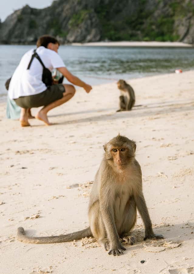Cat Ba: Lan Ha & Ha Long Bay Kayak & Snorkel Boat Tour - Monkey Island: wild monkeys, optional climb, and tide math