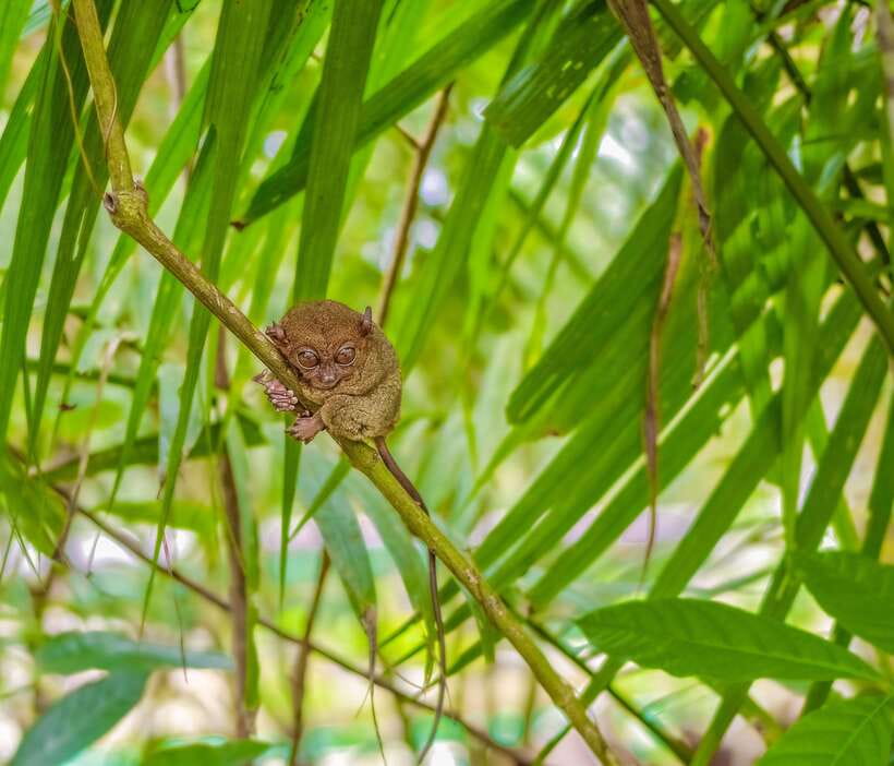 Cebu City: Bohol Countryside Tour with Loboc Cruise Lunch - Key moments that make this tour worth your time
