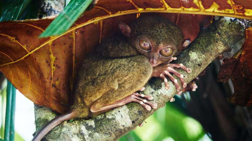 Cebu City: Bohol Countryside Tour with Loboc Cruise Lunch - Tarsier Conservation Area: the tiny-animal hunt is the star