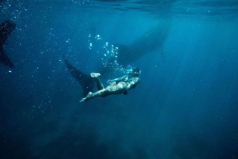 Cebu City: Whale Shark Swimming & Kawasan Falls Canyoneering - Key Things I’d Bet Your Day On