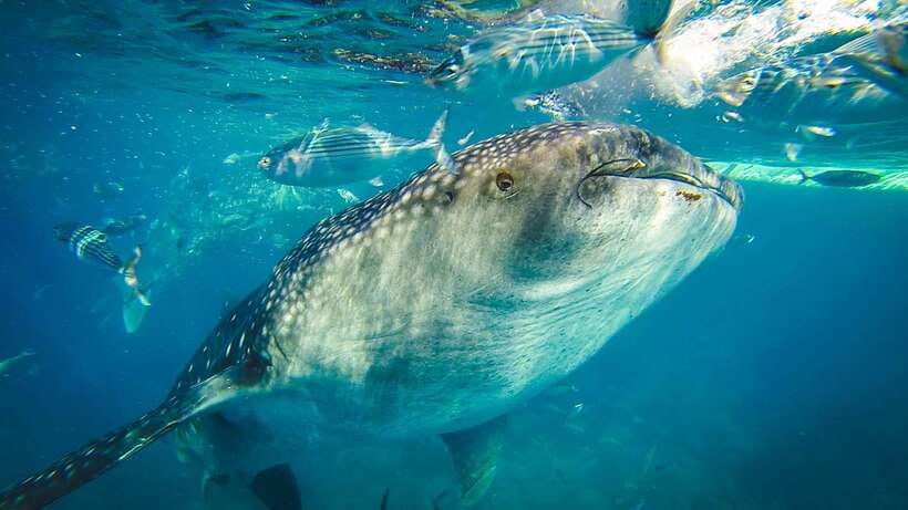 Cebu City: Whale Shark Swimming & Kawasan Falls Canyoneering - Whale Sharks and Canyons: Why This Combo Works