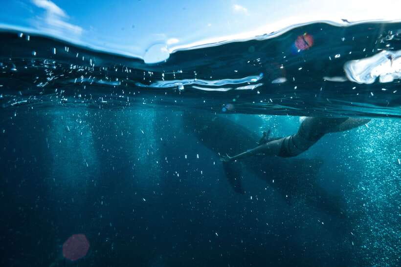 Cebu City: Whale Shark Swimming & Kawasan Falls Canyoneering - Oslob Whale Sharks: Waiting Time, Crowd Energy, and What You’ll Actually Need