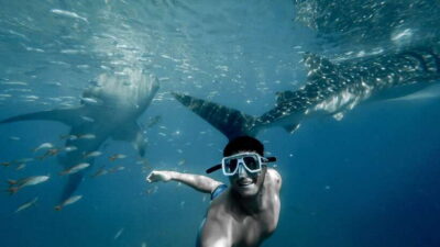 Cebu City: Whale Shark Swimming & Kawasan Falls Canyoneering - Price and Logistics: The Real Test Is the Early Start