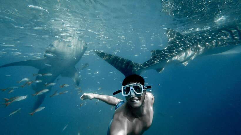 Cebu City: Whale Shark Swimming & Kawasan Falls Canyoneering - Price and Logistics: The Real Test Is the Early Start