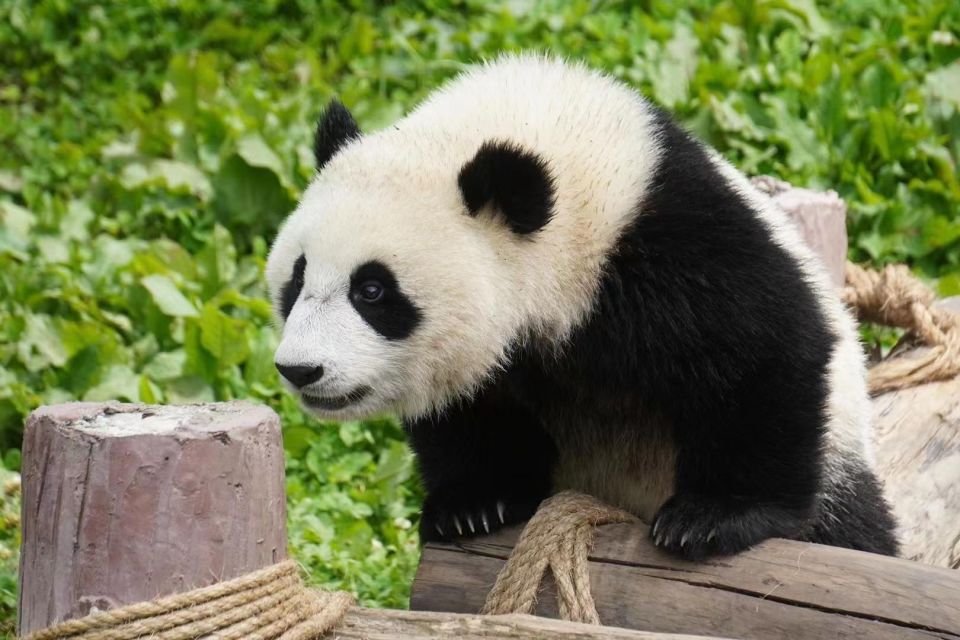 Chengdu: Giant Panda Breeding Research Base Ticket - Key things that make this Panda Base ticket worth it