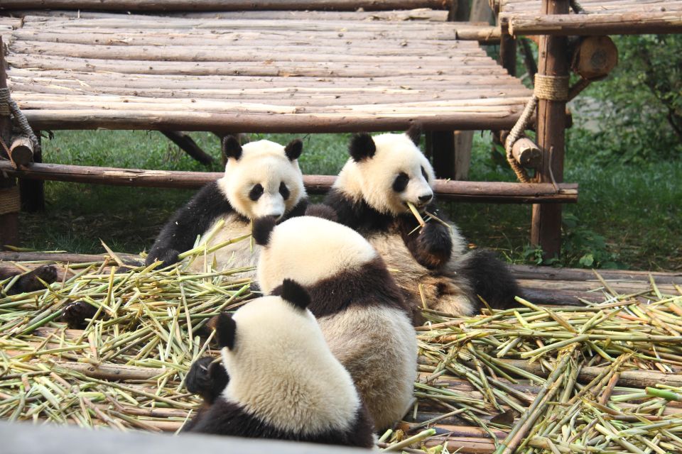 Chengdu: Giant Panda Breeding Research Base Ticket - Should you book this Panda Base ticket?