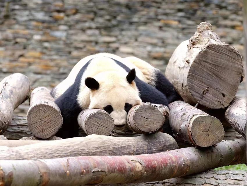 Chengdu: Giant Panda Breeding Research Base Ticket - Giant Pandas up close, in a park built to feel like habitat