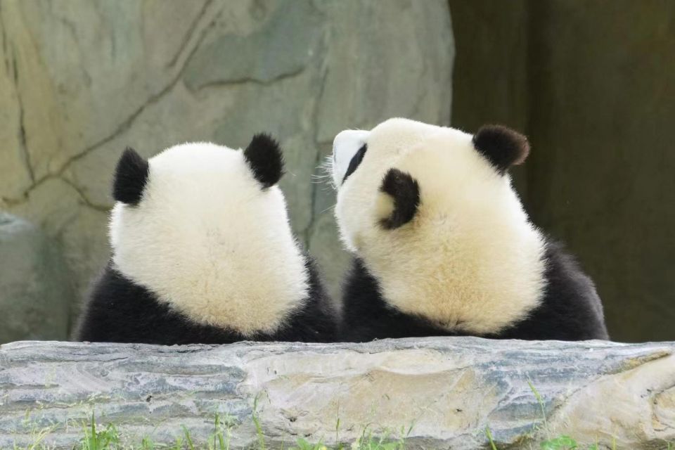 Chengdu: Giant Panda Breeding Research Base Ticket - Timing: the morning feeding window is your real tour guide