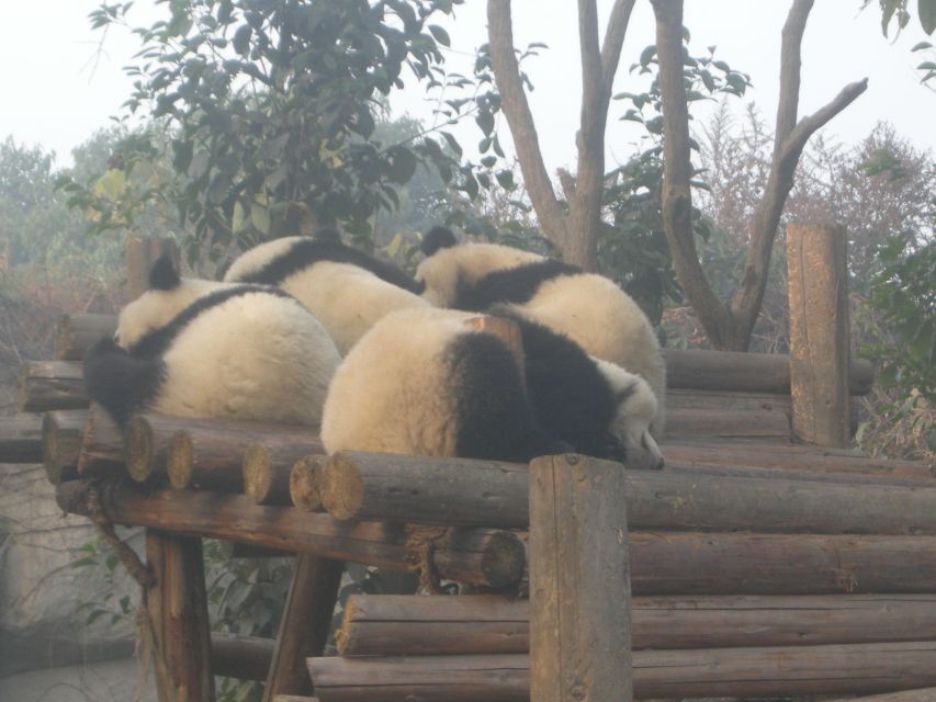 Chengdu: Giant Panda Breeding Research Base Ticket - Your 3 hours at the base: a self-guided path that works
