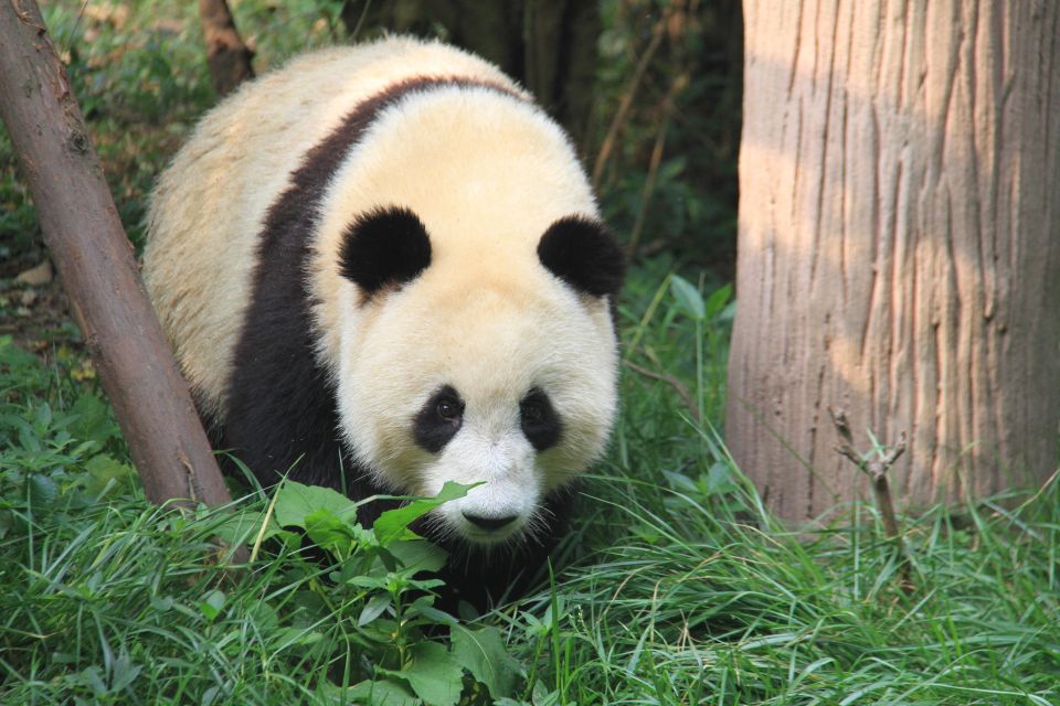 Chengdu: Giant Panda Breeding Research Base Ticket - Crowds, indoor lines, and the shuttle-bus reality