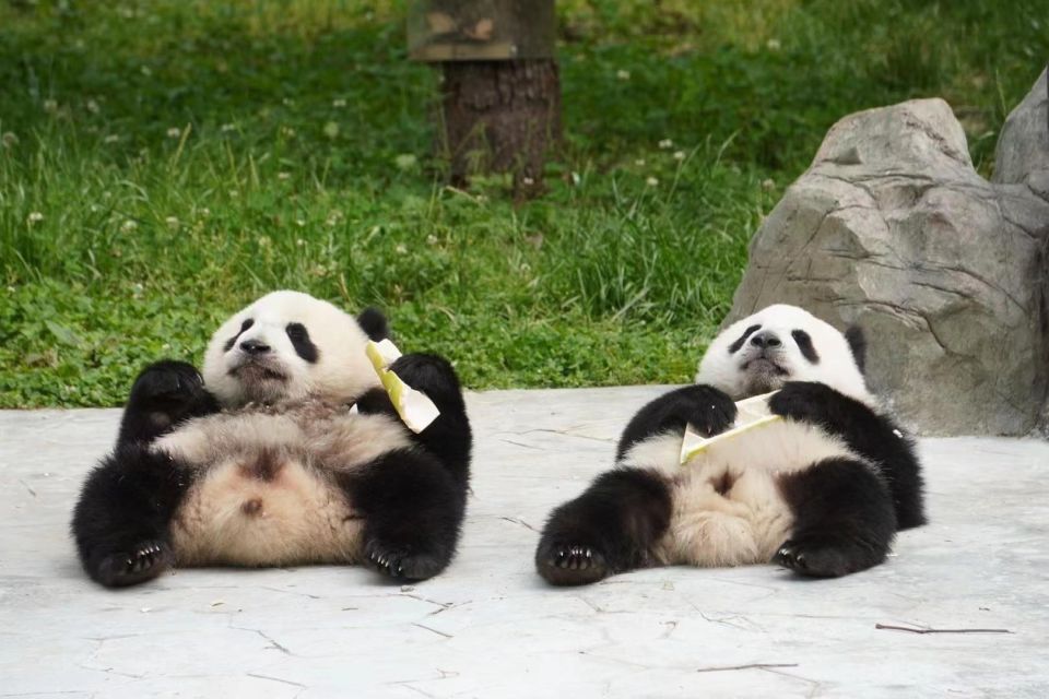 Chengdu: Giant Panda Breeding Research Base Ticket - Getting to the Panda Base: metro, Didi, or pickup to keep it easy