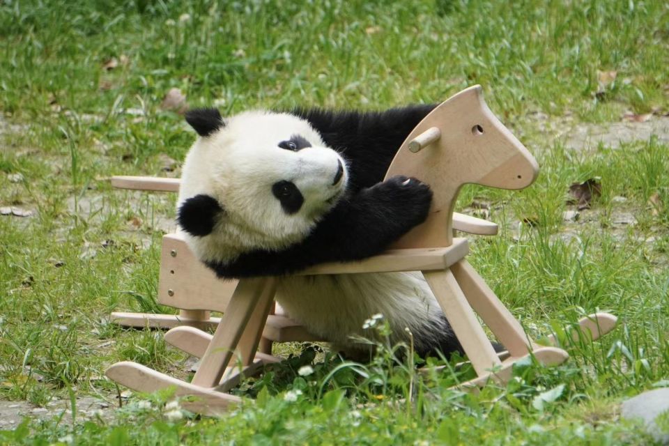 Chengdu: Giant Panda Breeding Research Base Ticket - Who should book this, and who should adjust expectations