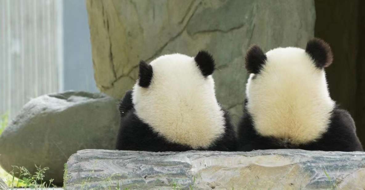 Chengdu: Giant Panda Breeding Research Base Ticket - Price and what you actually get for $15