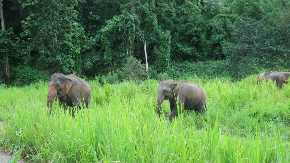 Chiang Mai: 2-Day Jungle Trek with Elephant Farm & Raft Ride - Day two: breakfast, a second forest walk, and a return around 4:30 pm