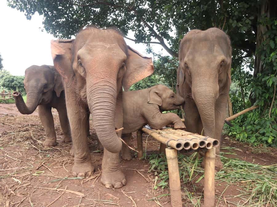 Chiang Mai: Doi Inthanon and Elephant Sanctuary Tour - Early start from Chiang Mai, then straight into Thailand’s hills