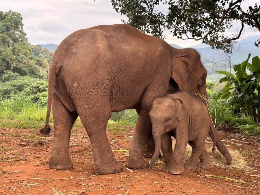 Chiang Mai: Doi Inthanon and Elephant Sanctuary Tour - Elephant Village in the Karen hills: feeding rules, not tricks