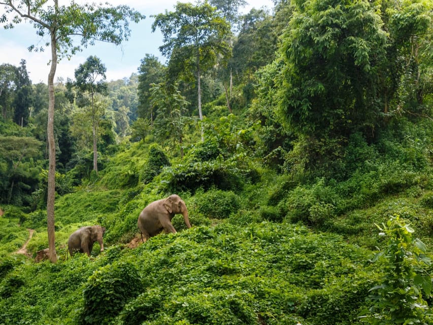Chiang Mai: Doi Inthanon Park and Pha Dok Siew Trail Trek - Key highlights at a glance