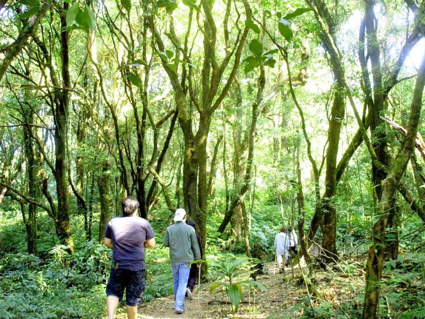 Chiang Mai: Doi Inthanon, Waterfalls, & Tribal Villages Tour - Lunch, coffee moments, and the pace of a joint tour day