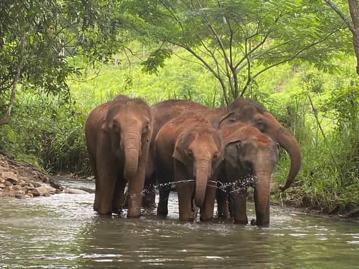 Chiang Mai: Elephant Dream Project Sanctuary - Half-Day - Who should book (and who should skip)
