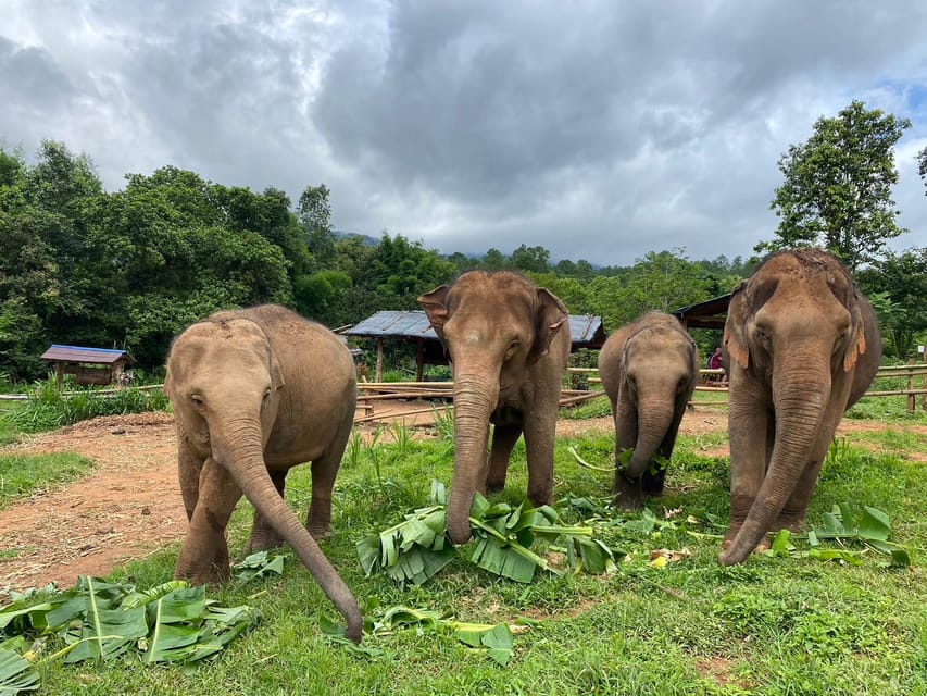 Chiang Mai: Elephant Dream Project Sanctuary - Half-Day - The half-day timing: early pickup, scenic drive, and jungle time