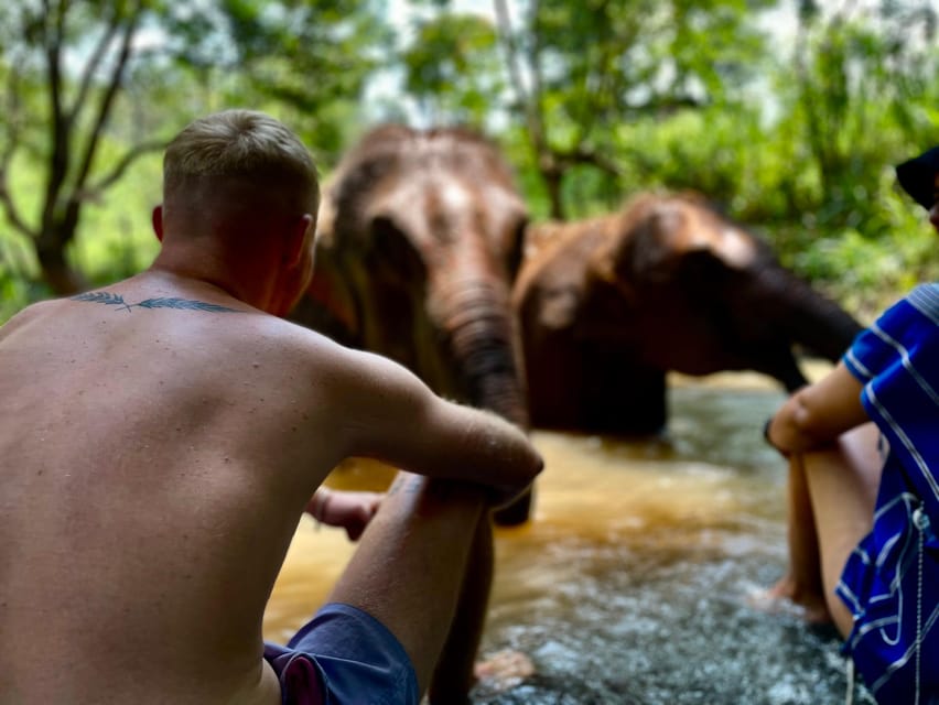 Chiang Mai: Elephant Dream Project Sanctuary - Half-Day - Feeding and walking in the jungle: the close-up part that stays ethical
