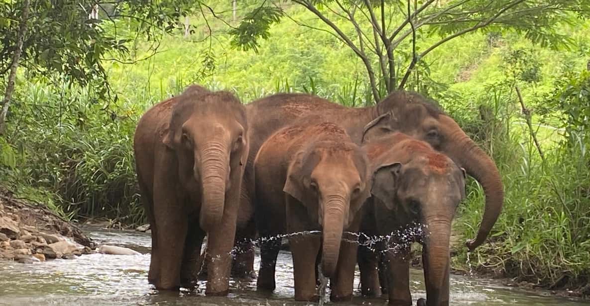 Chiang Mai: Elephant Dream Project Sanctuary - Half-Day - What you might see: bathing and river moments (without the “swim” angle)