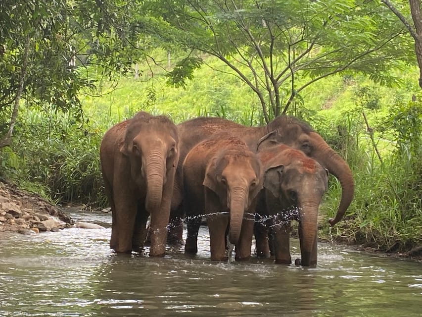 Chiang Mai: Elephant Dream Project Sanctuary - Half-Day - Who runs this, and why it matters for the ethics check