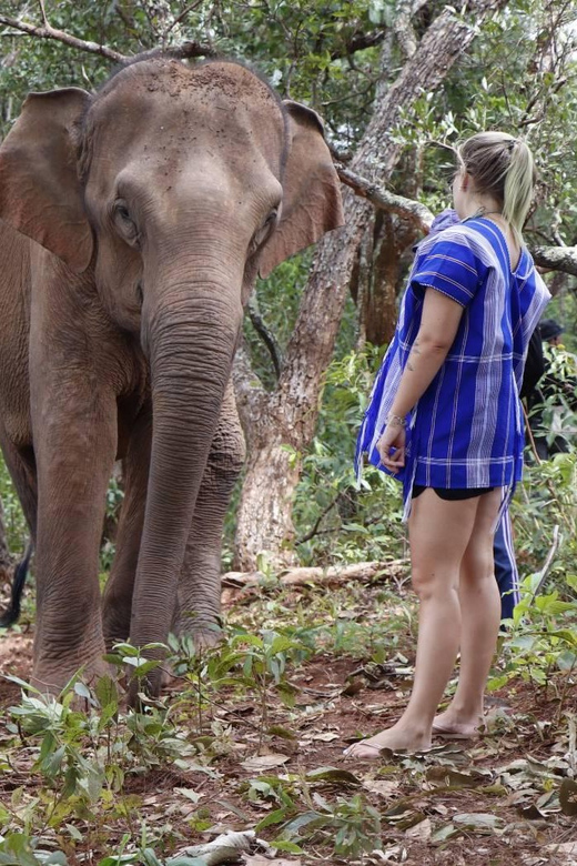 Chiang Mai: Elephant Dream Project Sanctuary - Half-Day - Price and value: what $51 buys you in real experience time