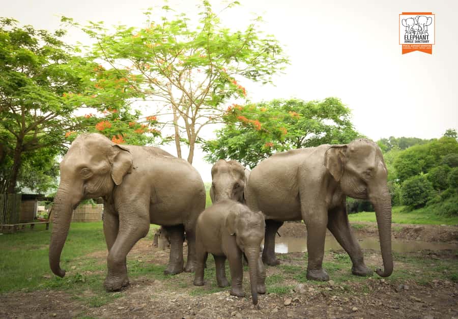 Chiang Mai: Elephant Jungle Sanctuary with Lunch & Transfer - Key highlights worth your time