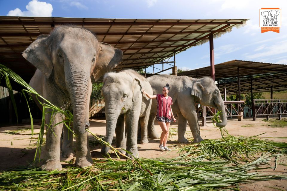 Chiang Mai: Elephant Jungle Sanctuary with Lunch & Transfer - Guides and group vibe: what makes the day feel fun