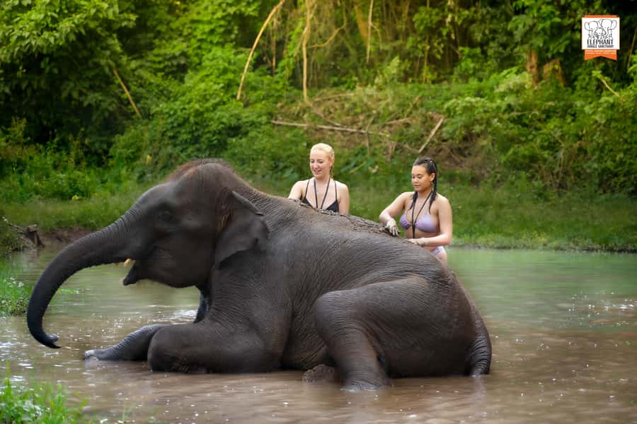Chiang Mai: Elephant Jungle Sanctuary with Lunch & Transfer - Pickup, timing, and how long you’ll be out