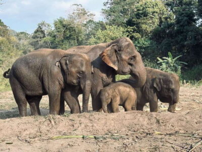 Chiang Mai: Elephant Sanctuary Feeding Program Half-Day Tour - The briefing that sets you up for safe, respectful encounters