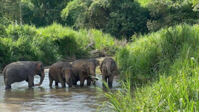Chiang Mai: Elephant Sanctuary, Monk Trail & Doi Suthep Tour - Wat Pha Lat: Wat Pha Lat monk trail in the jungle