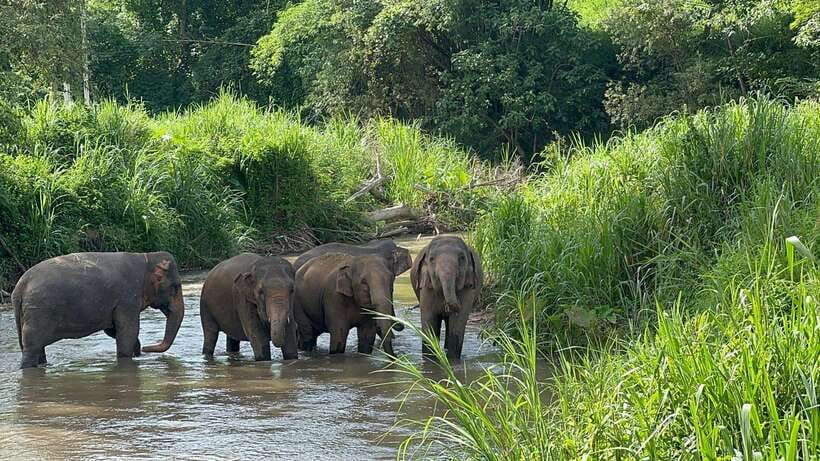 Chiang Mai: Elephant Sanctuary, Monk Trail & Doi Suthep Tour - Wat Pha Lat: Wat Pha Lat monk trail in the jungle
