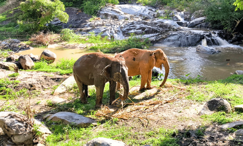 Chiang Mai: Ethical Half Day Elephant Sanctuary & Waterfall - Joy Elephant Sanctuary: what ethical elephant time looks like in practice