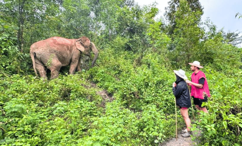 Chiang Mai: Ethical Half Day Elephant Sanctuary & Waterfall - The Ya Dom souvenir workshop: Thai herbal craft you can actually use