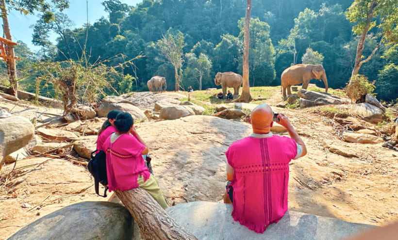 Chiang Mai: Ethical Half Day Elephant Sanctuary & Waterfall - Price check: is $54 good value for Chiang Mai elephant ethics?