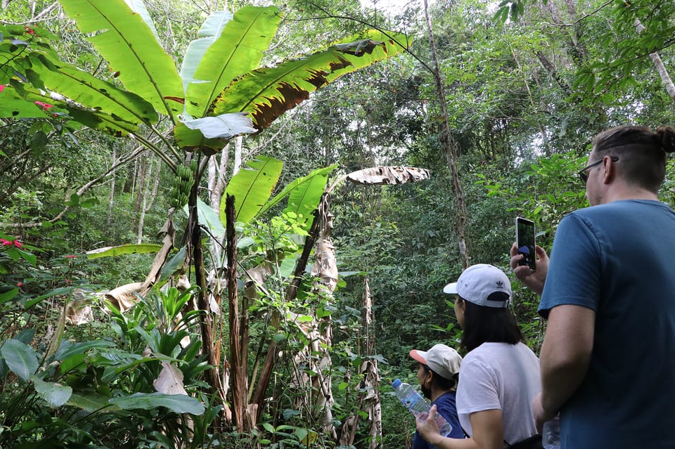 Chiang Mai: Gibbons, Trekking & Mae Kampong Small Group Tour - Gibbons with a caretaker: how the wild search really works