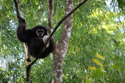 Chiang Mai: Gibbons, Trekking & Mae Kampong Small Group Tour - Mae Kampong village stroll, coffee with views, and a real waterfall