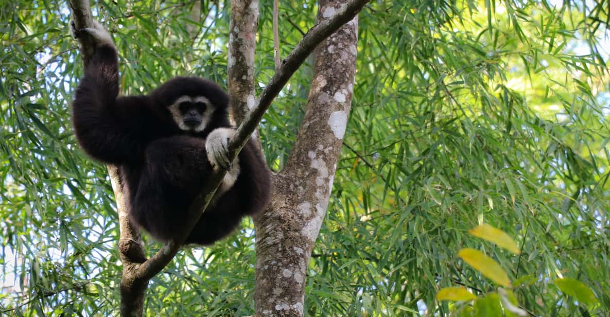 Chiang Mai: Gibbons, Trekking & Mae Kampong Small Group Tour - Who should book this gibbons and trekking day