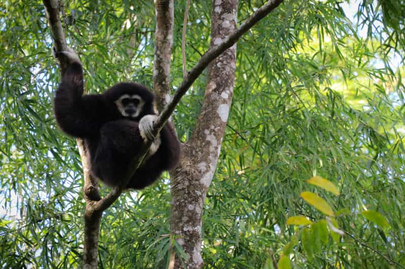 Chiang Mai: Gibbons, Trekking & Mae Kampong Small Group Tour - Mae Kampong village stroll, coffee with views, and a real waterfall