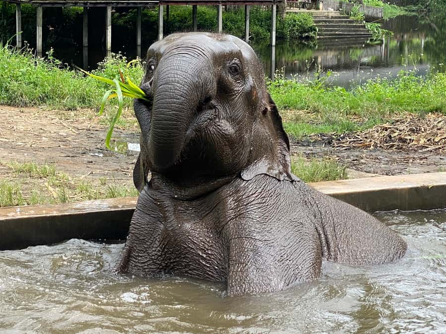 Chiang Mai: Small Group Ethical Elephant Sanctuary Tour - Feeding moments: bananas, sugar cane, and herbal vitamin balls