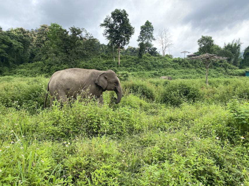 Chiang Mai: Small Group Ethical Elephant Sanctuary Tour - Mud bath and river bathing: the fun part that gets messy